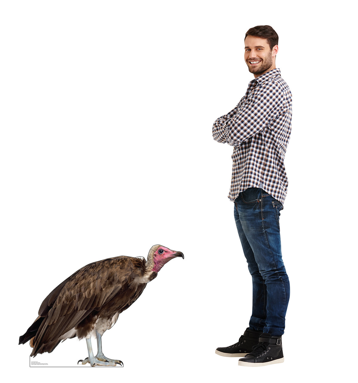 Life-size cardboard standee of a Hooded Vulture with model.