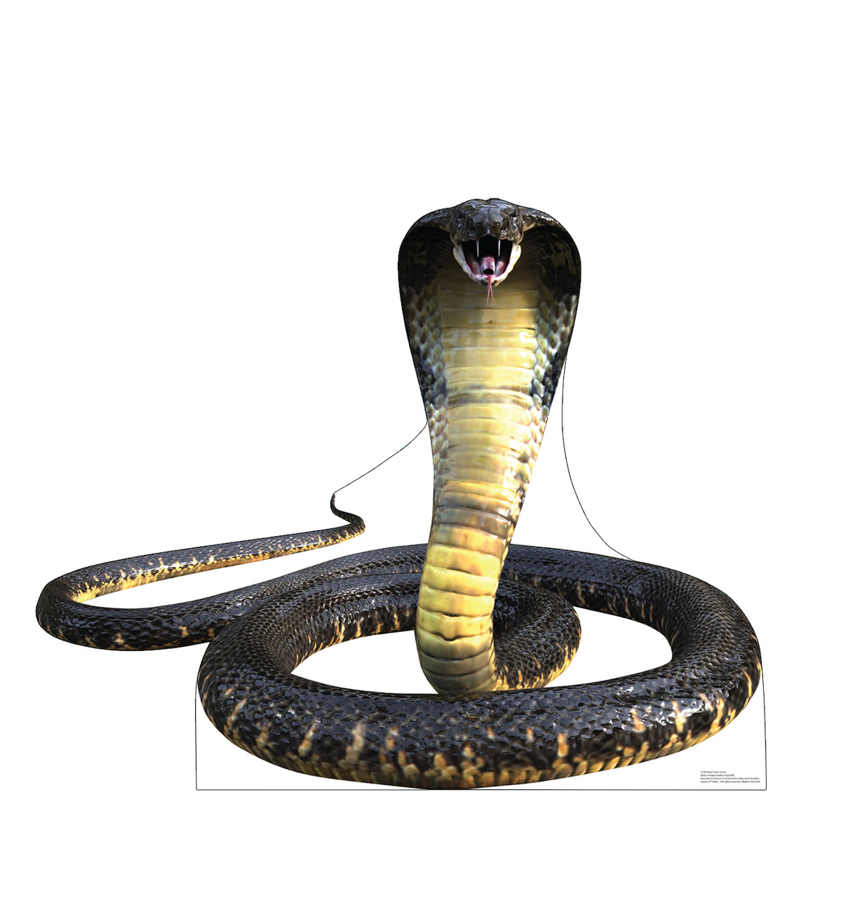 Life-size cardboard standee of a King Cobra.