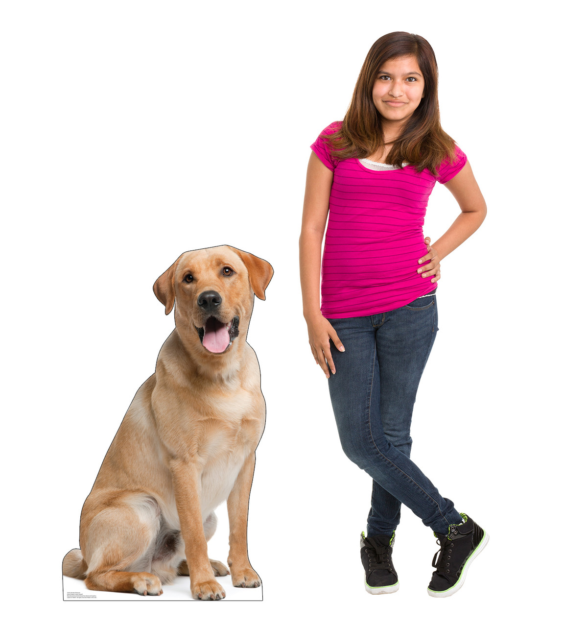 Life-size cardboard standee of a Labrador Retriever with model.