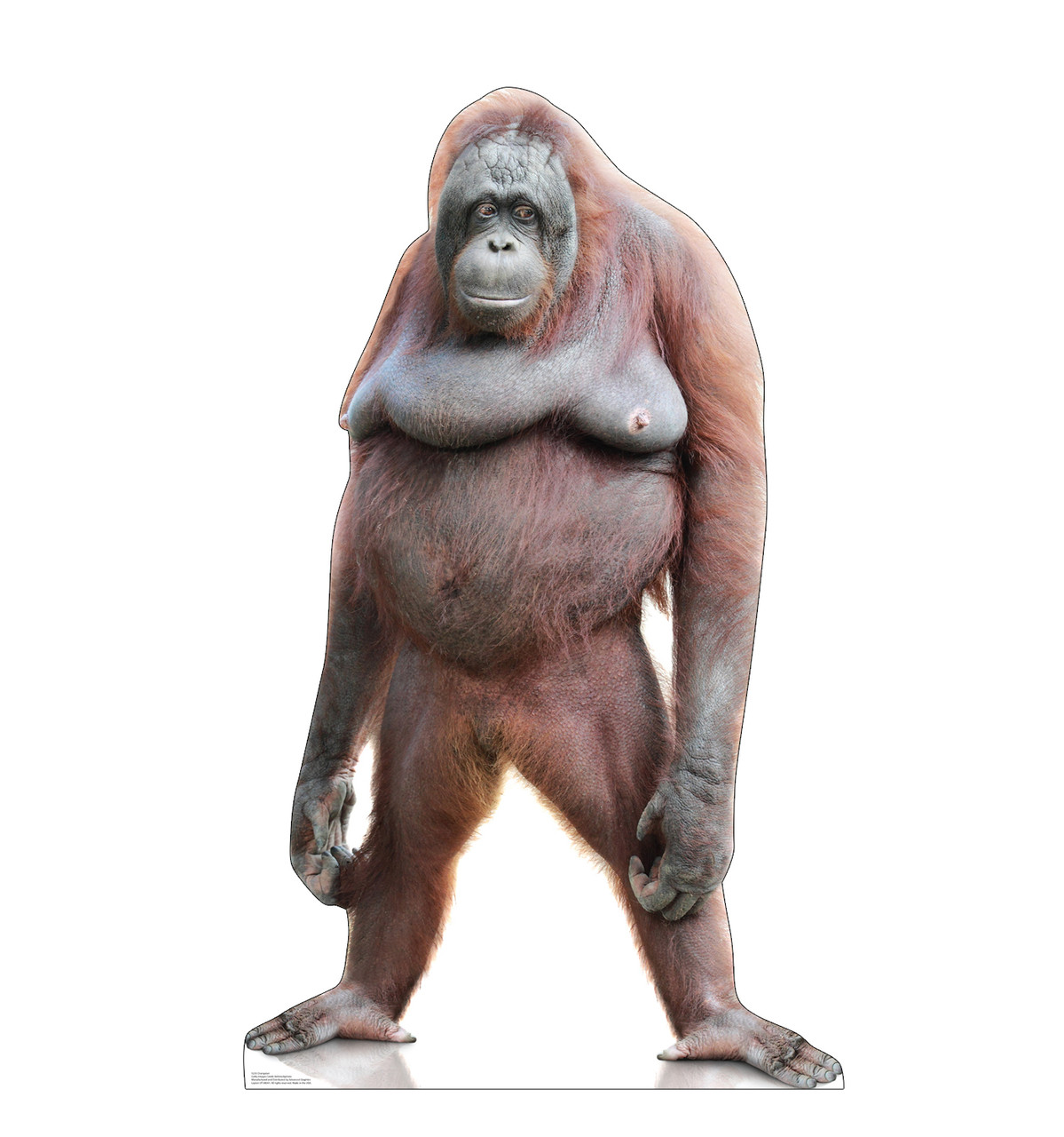 Life-size cardboard standee of a Orangutan.