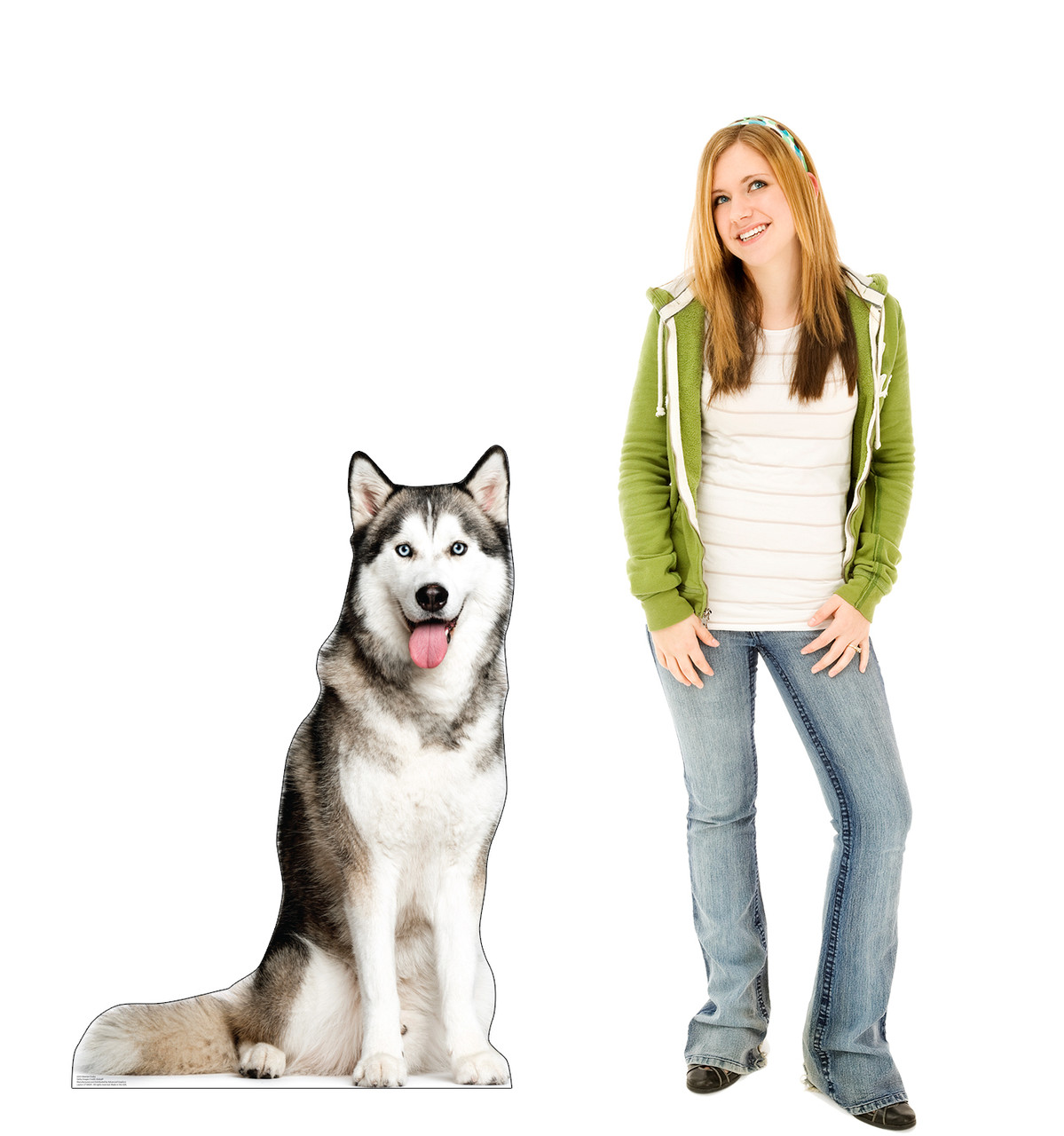 Life-size cardboard standee of a Siberian Husky with model.