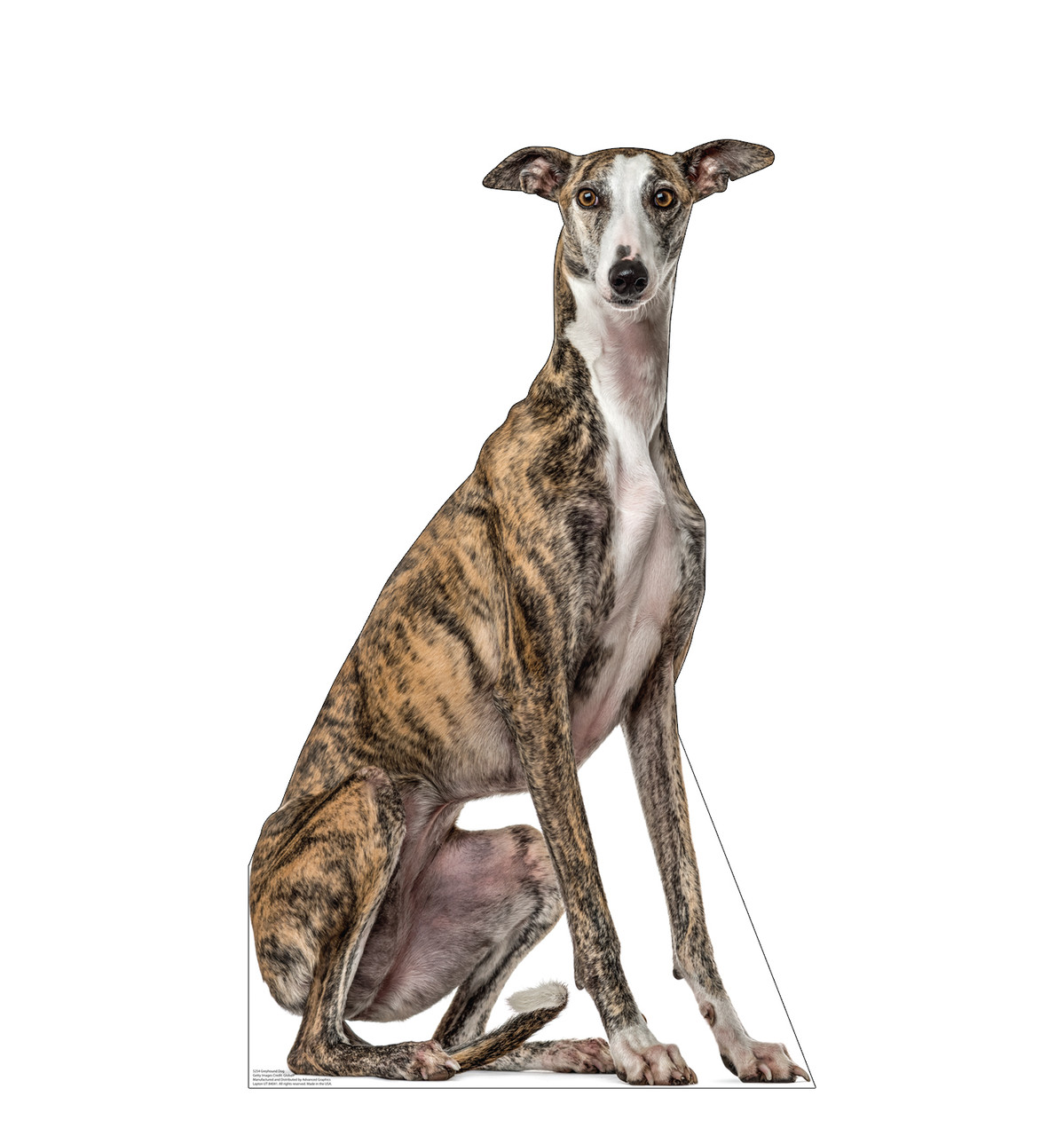 Life-size cardboard standee of a Greyhound Dog.