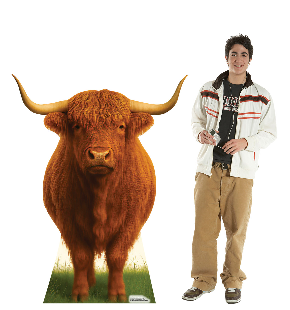 Life-size Cardboard standee of a Scottish Highland Cow with model.