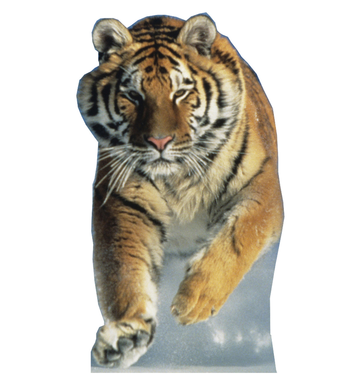 Life-size Tiger in the snow Cardboard Cutout