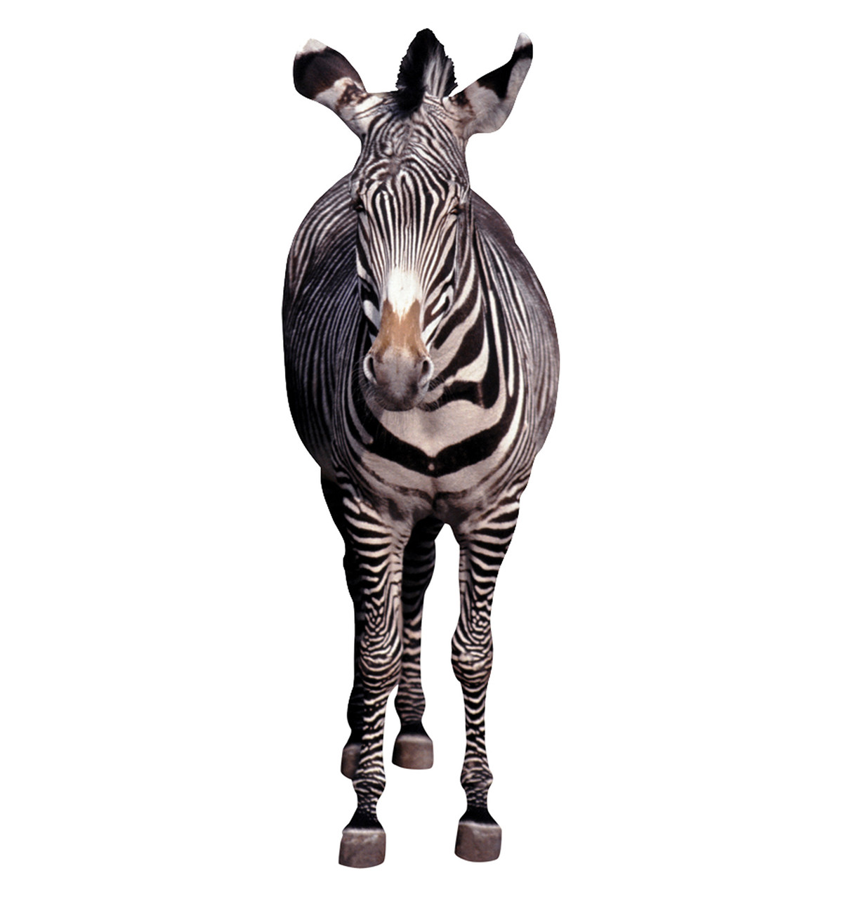 Zebra - Cardboard Cutout