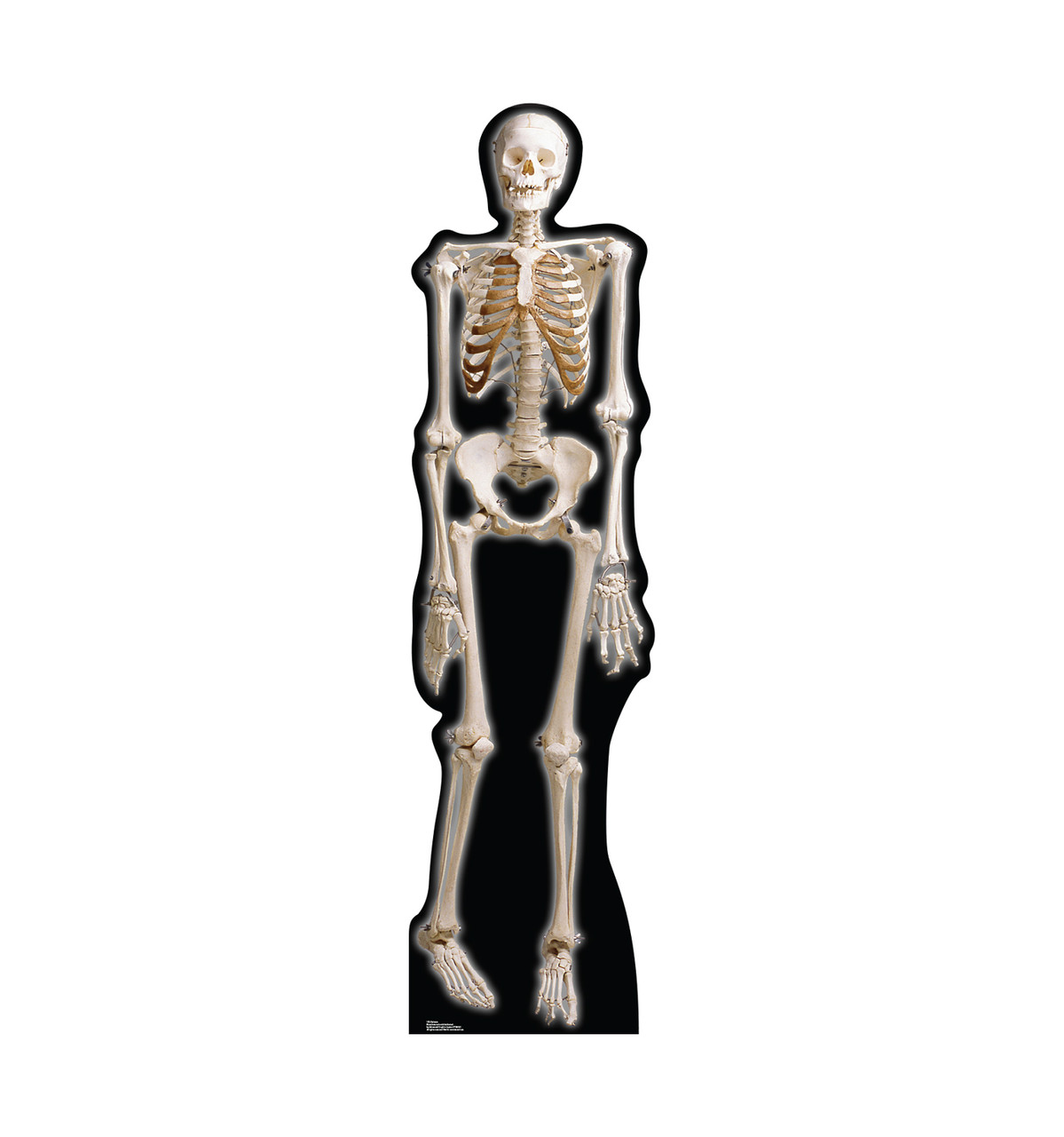 Life-size The Skeleton Cardboard Standup.