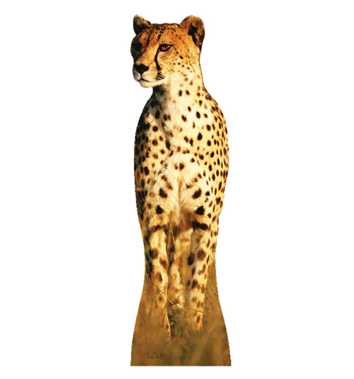 Life-size Cheetah Cardboard Standup | Cardboard Cutout