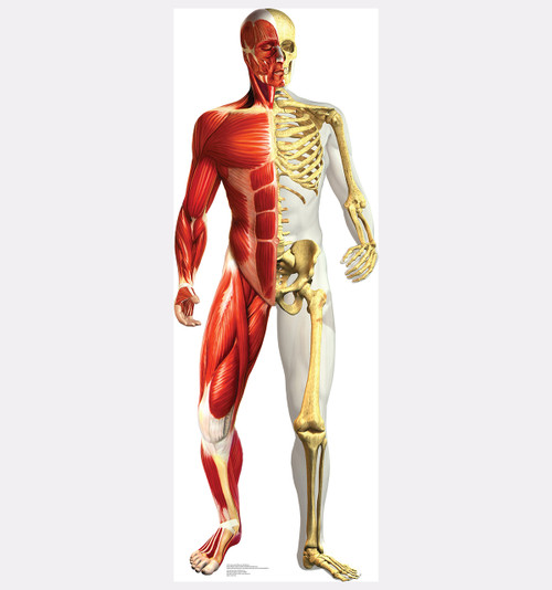 Anatomy - Half Muscle Half Skeleton - Cardboard Cutout Front View