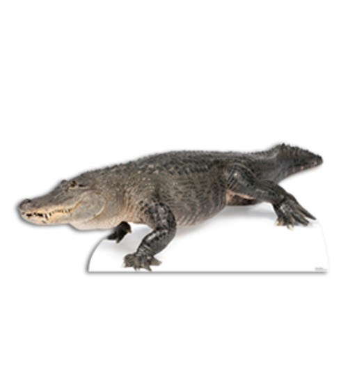 Life-size American Alligator Cardboard Standup | Cardboard Cutout 2