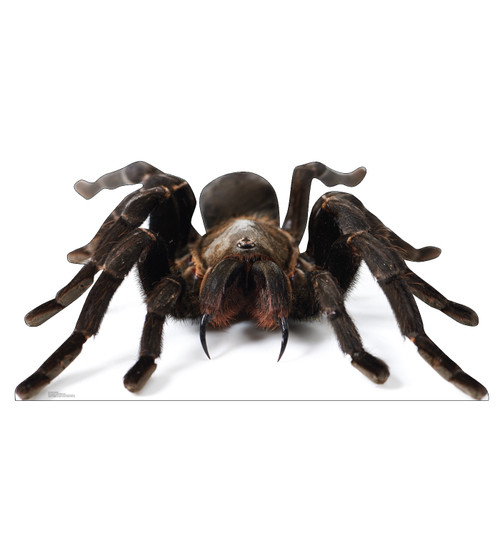 Life-size cardboard standee of a Giant Tarantula.