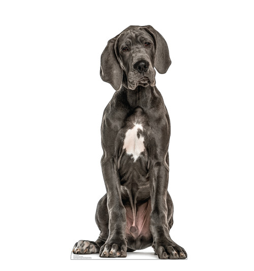 Life-size cardboard standee of a Great Dane.