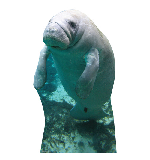 Life-size cardboard standee of a Manatee.