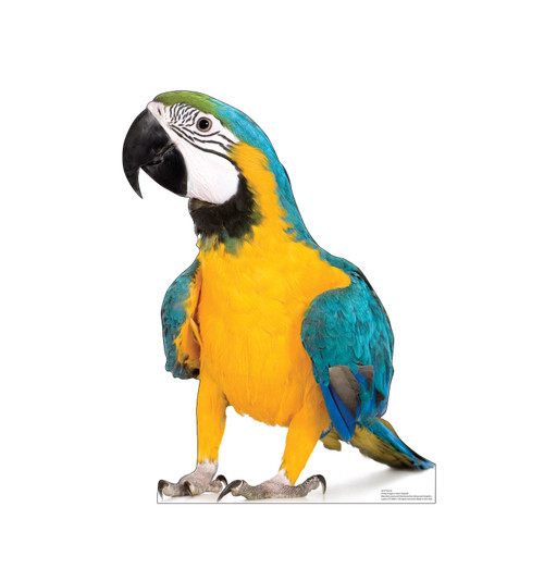 Life-size cardboard standee of a Parrot.