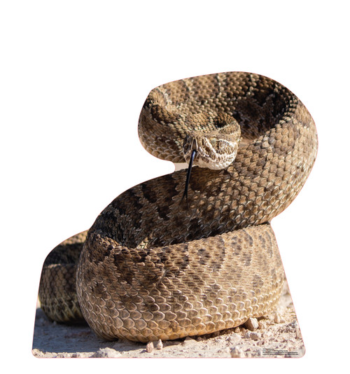 Life-size cardboard standee of a Rattlesnake.