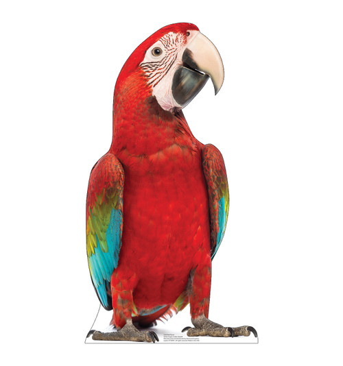 Life-size cardboard standee of a Red Parrot.