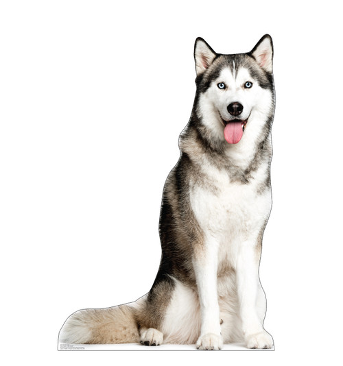 Life-size cardboard standee of a Siberian Husky.