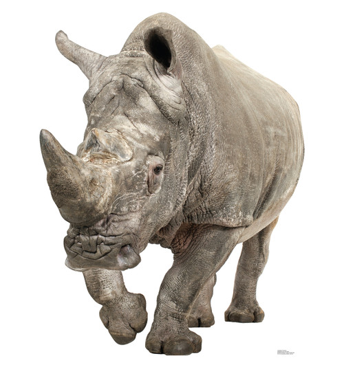 Life-size White Rhinoceros Cardboard Standup| Cardboard Cutout