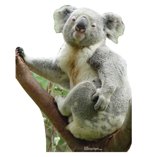 Life-size Koala Bear Cardboard Standup | Cardboard Cutout