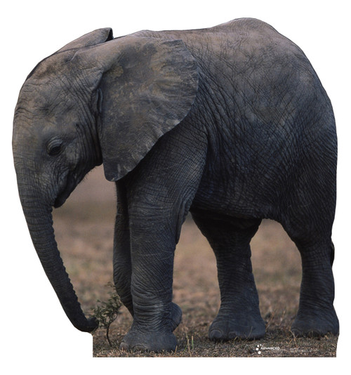Life-size Baby Elephant Cardboard Standup | Cardboard Cutout