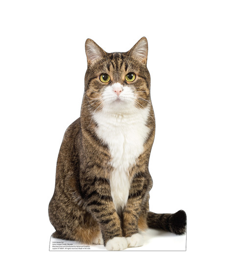 House Cat LifeSize Cardboard Cutout