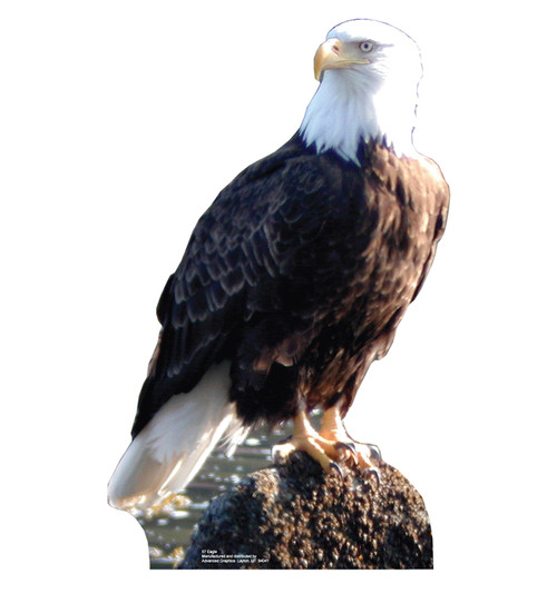 Lifesize Bald Eagle Cardboard Cutout Standee
