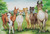 llamas and alpacas