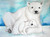 polar bear and cub