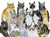 cat grouping card
