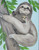 Australian Koalas kangaroos sloth 