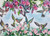 hummingbirds with fushias