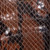 Saint Laurent Vintage Brown Leather Snake Emboss Pumps