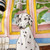 Casablanca Dog Print Midi Dress
