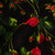 Dolce & Gabbana Rose Print Knee Length Dress