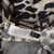 Roberto Cavalli Leopard Print Cashmere Cardigan