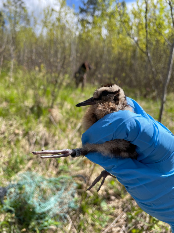 2025 Woodcock Banding At Pineridge Grouse Camp May 15-18