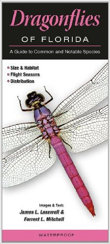 Dragonflies of Florida - Ponce Inlet Lighthouse Locker