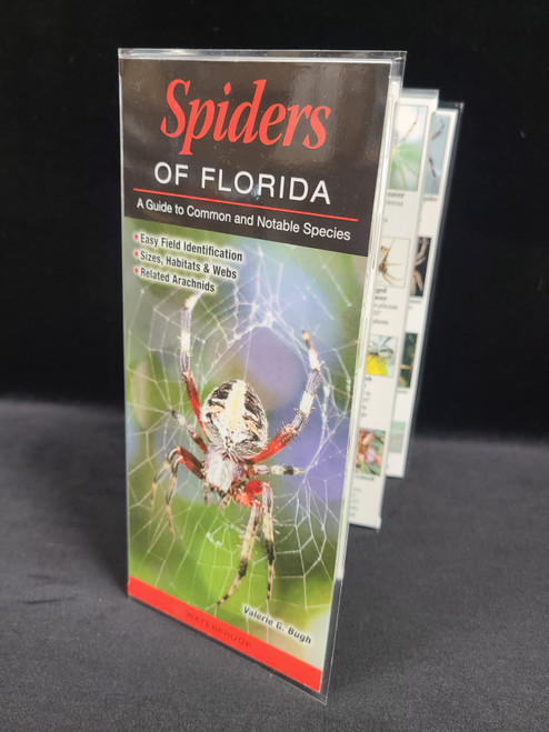 Guide to Spiders of Florida 
