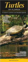 Ponce Inlet Turtle Turtles of Florida Guide - Ponce Inlet Lighthouse Locker