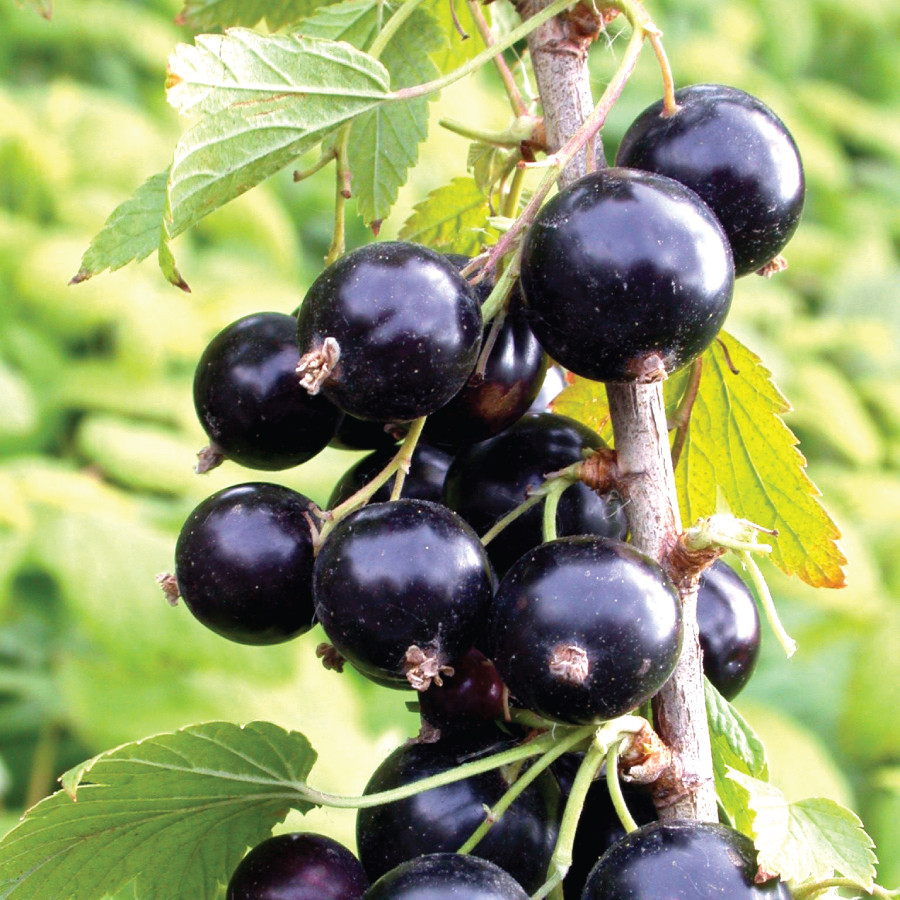 Blackcurrant Ben Connan Mr Middleton Garden Shop