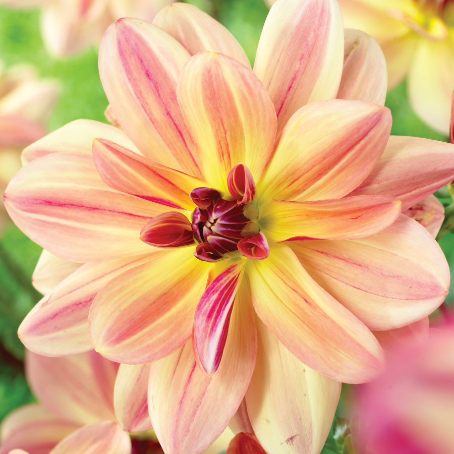 dahlia happy butterfly sb156 mr middleton garden shop