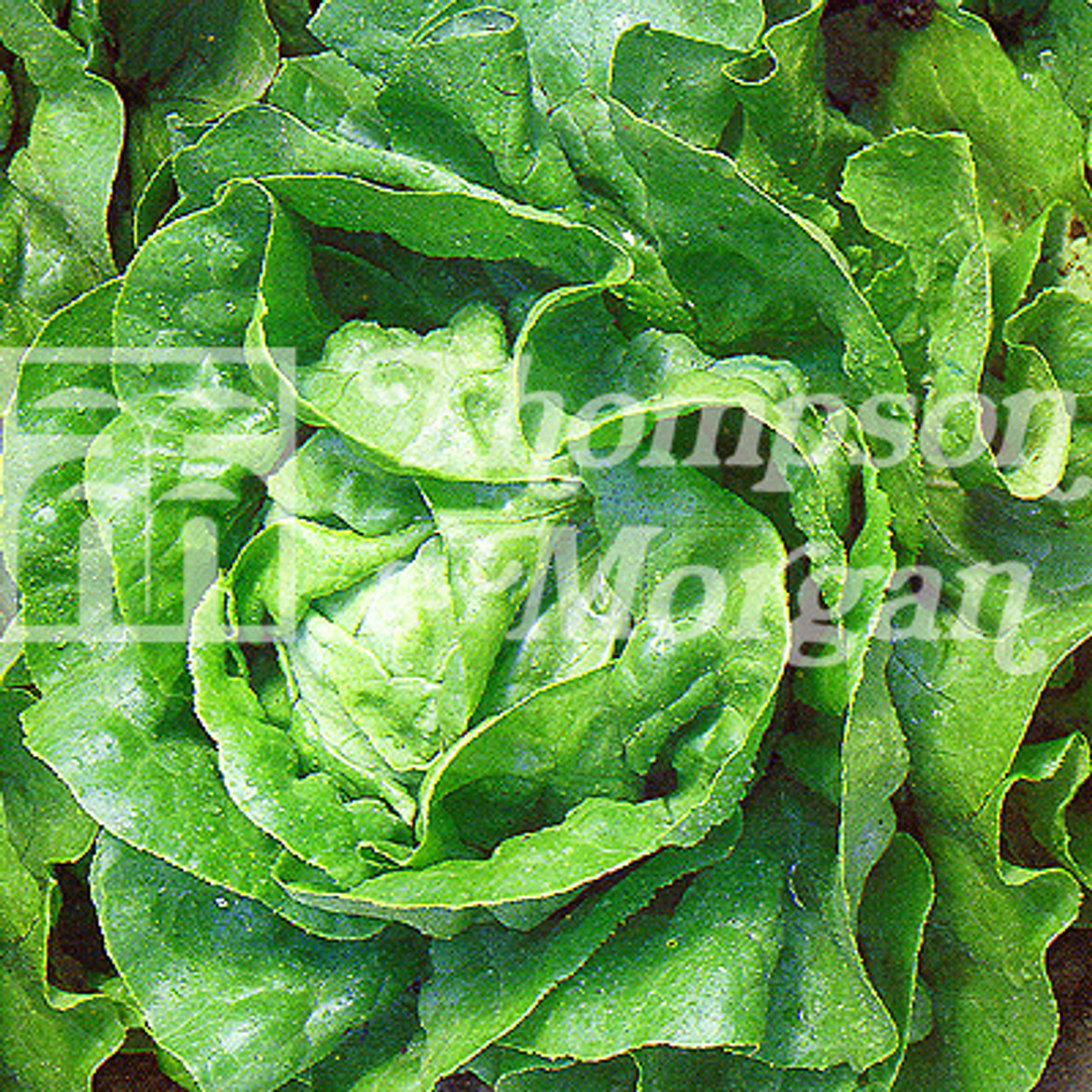 Lettuce Artic King Mr Middleton Garden Shop