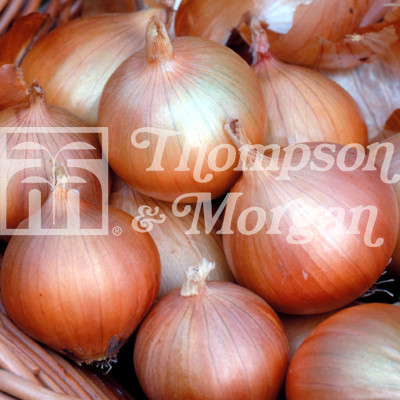 Onion HiKeeper Mr Middleton Garden Shop