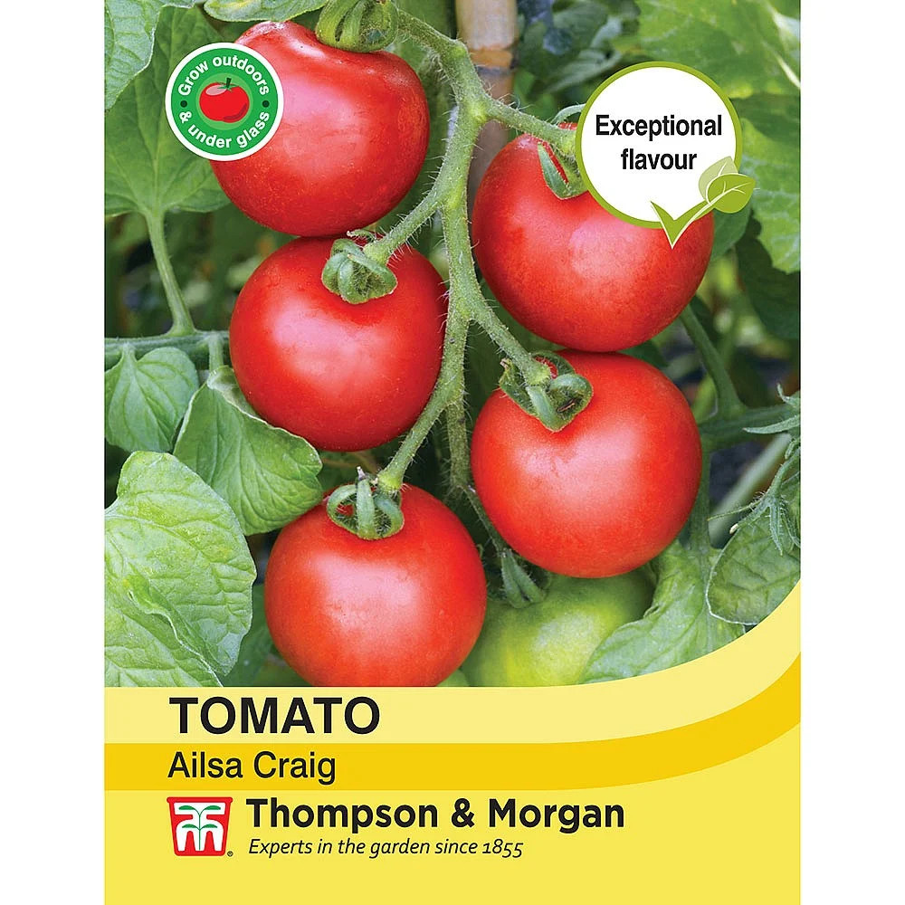 Tomato Ailsa Craig