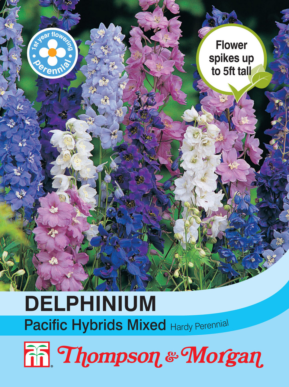 Delphinium (speronella) giant pacific in miscuglio seeds