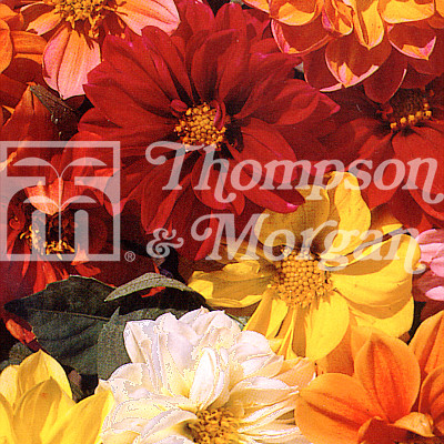 dahlia dwarf mixed mr middleton garden shop
