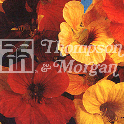 Nasturtium Whirlybird Mixed Mr Middleton Garden Shop