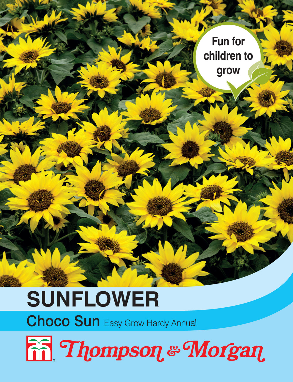 Sunflower Choco Sun - Mr Middleton Garden Shop