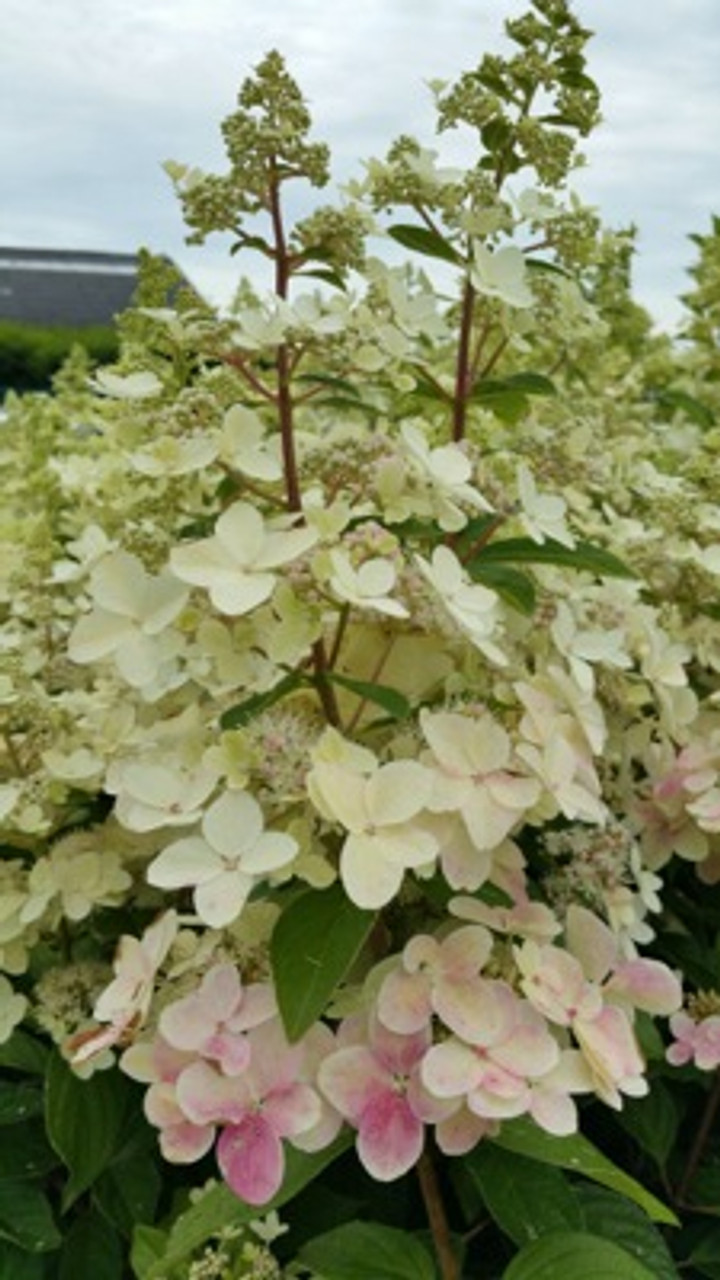 Hydrangea paniculata Confetti Mr Middleton Garden Shop