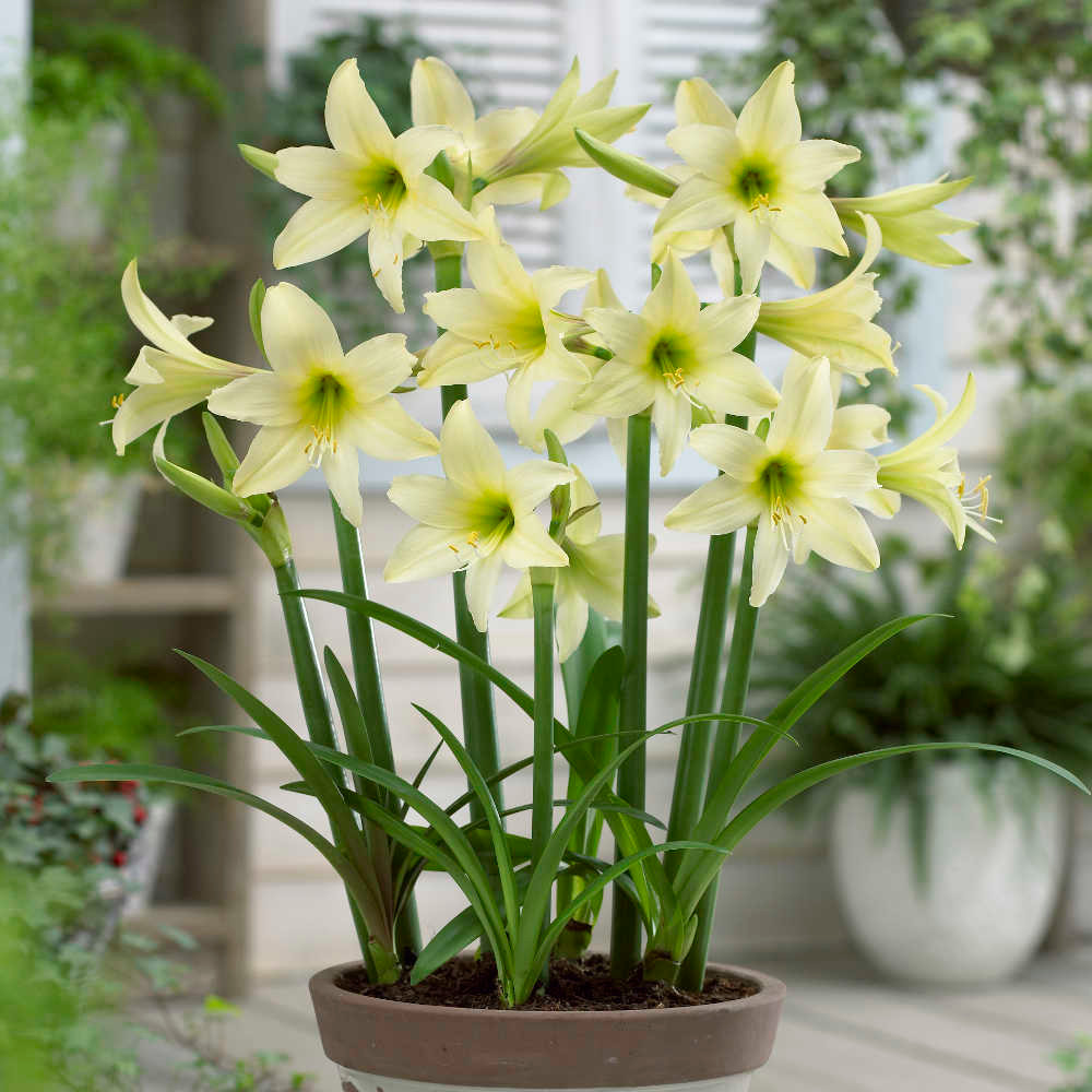 Amaryllis Sonatini Yellow Rascal - Mr Middleton Garden Shop