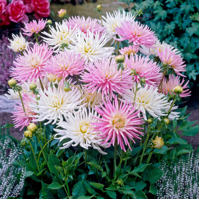 dahlia cotton candy sb216 mr middleton garden shop